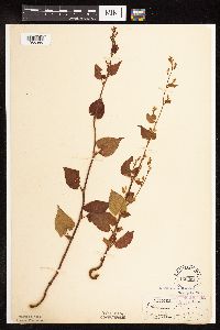 Fallopia cilinodis image