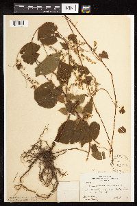 Fallopia cilinodis image