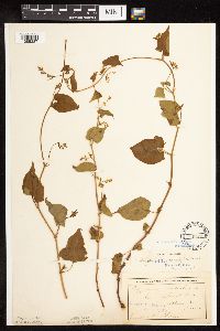 Fallopia cilinodis image