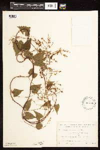 Fallopia cilinodis image