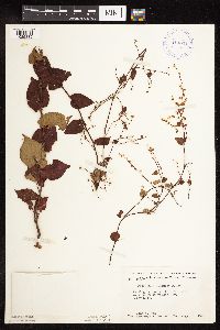 Fallopia cilinodis image