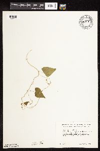 Fallopia cilinodis image