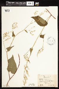 Fallopia cilinodis image