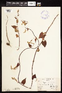 Fallopia cilinodis image