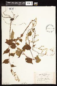 Fallopia cilinodis image
