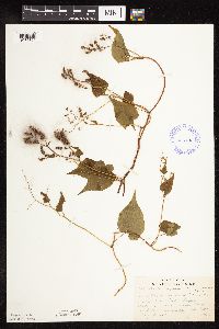 Fallopia cilinodis image