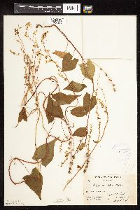 Fallopia cilinodis image