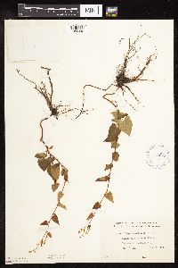 Fallopia cilinodis image