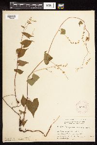 Fallopia cilinodis image