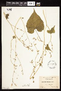 Fallopia cilinodis image