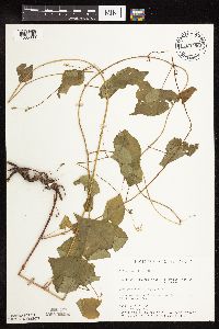 Fallopia cilinodis image