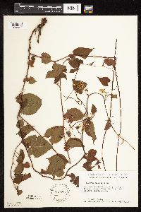 Fallopia cilinodis image