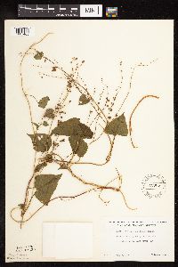 Fallopia cilinodis image