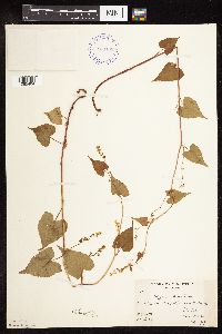 Fallopia cilinodis image