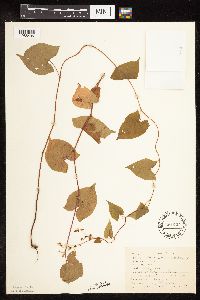 Fallopia cilinodis image