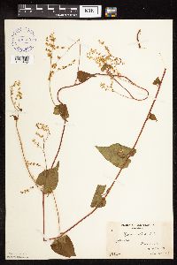 Fallopia cilinodis image