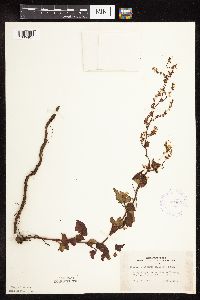 Fallopia cilinodis image