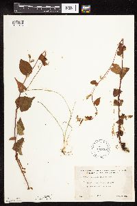 Fallopia cilinodis image