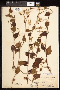 Fallopia cilinodis image