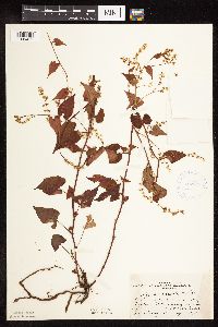 Fallopia cilinodis image