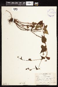 Fallopia cilinodis image