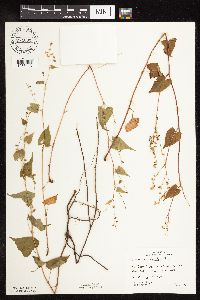 Fallopia cilinodis image