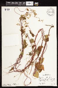 Fallopia cilinodis image