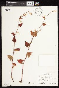 Fallopia cilinodis image