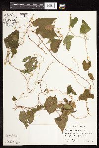 Fallopia cilinodis image