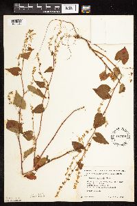 Fallopia cilinodis image