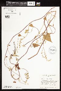 Fallopia cilinodis image