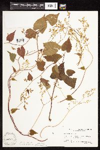 Fallopia cilinodis image