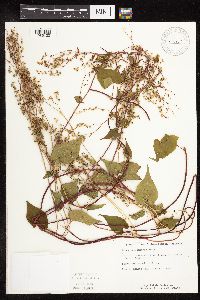 Fallopia cilinodis image