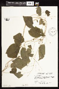 Fallopia cilinodis image