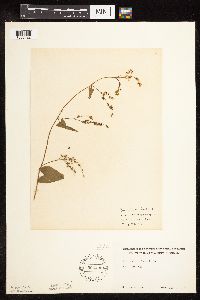 Fallopia cilinodis image