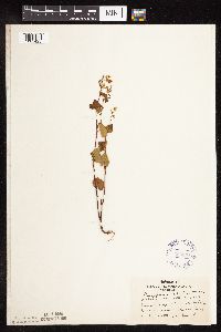 Fallopia cilinodis image