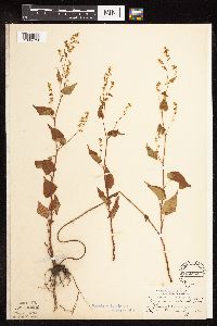 Fallopia cilinodis image