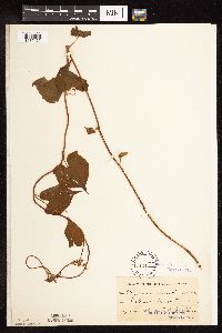 Fallopia cilinodis image