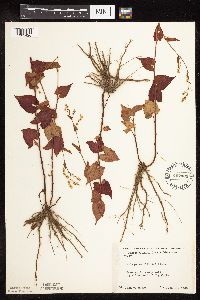 Fallopia cilinodis image