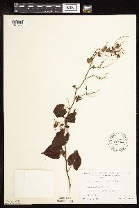 Fallopia cilinodis image