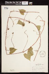 Fallopia cilinodis image