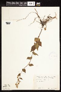 Fallopia cilinodis image