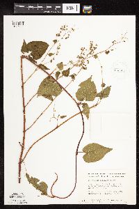 Fallopia cilinodis image