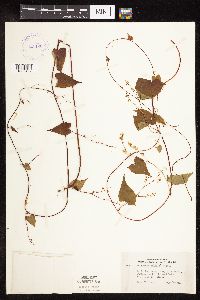 Fallopia cilinodis image