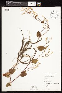 Fallopia cilinodis image