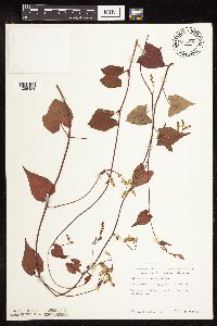 Fallopia cilinodis image