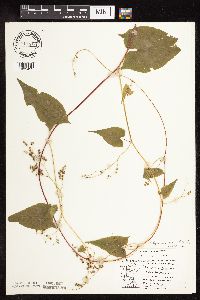 Fallopia cilinodis image