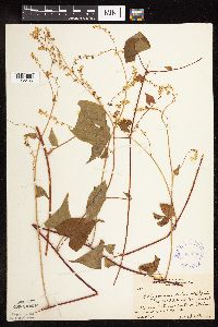 Fallopia cilinodis image