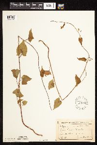 Fallopia cilinodis image