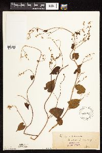 Fallopia cilinodis image